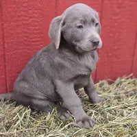 Sissy, a female Labrador Retriever for sale in Carlisle, IA – Photo 3 of 3