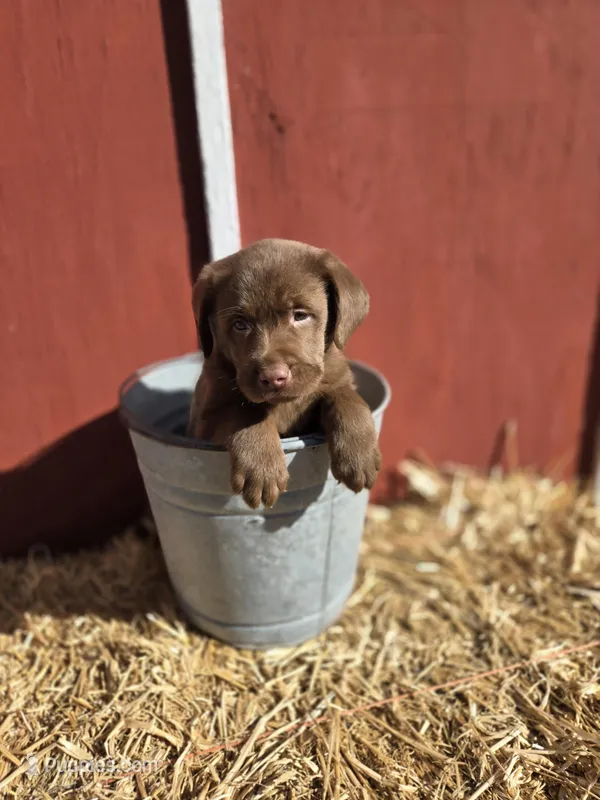 Rocky – Labrador Retriever puppy for sale in Carlisle, IA