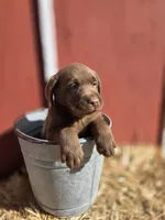 Rocky, a male Labrador Retriever for sale in Carlisle, IA – Photo 3 of 3