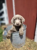 Baby, a female Labrador Retriever for sale in Carlisle, IA – 4 of 5