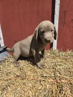 Baby, a female Labrador Retriever for sale in Carlisle, IA – 2 of 5