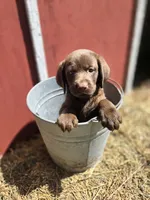 Sissy, a female Labrador Retriever for sale in Carlisle, IA – 3 of 3