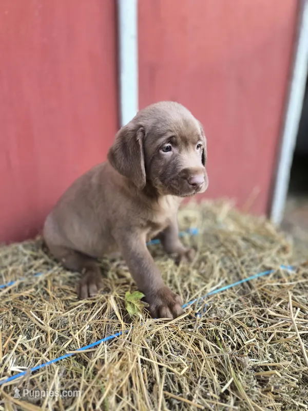 Butch – Labrador Retriever puppy for sale in Carlisle, IA
