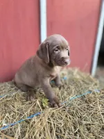 Butch, a male Labrador Retriever for sale in Carlisle, IA – 1 of 4
