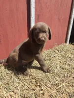 Rocky, a male Labrador Retriever for sale in Carlisle, IA – 3 of 3