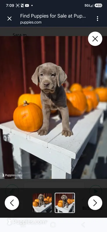 Sissy – Labrador Retriever puppy for sale in Carlisle, IA