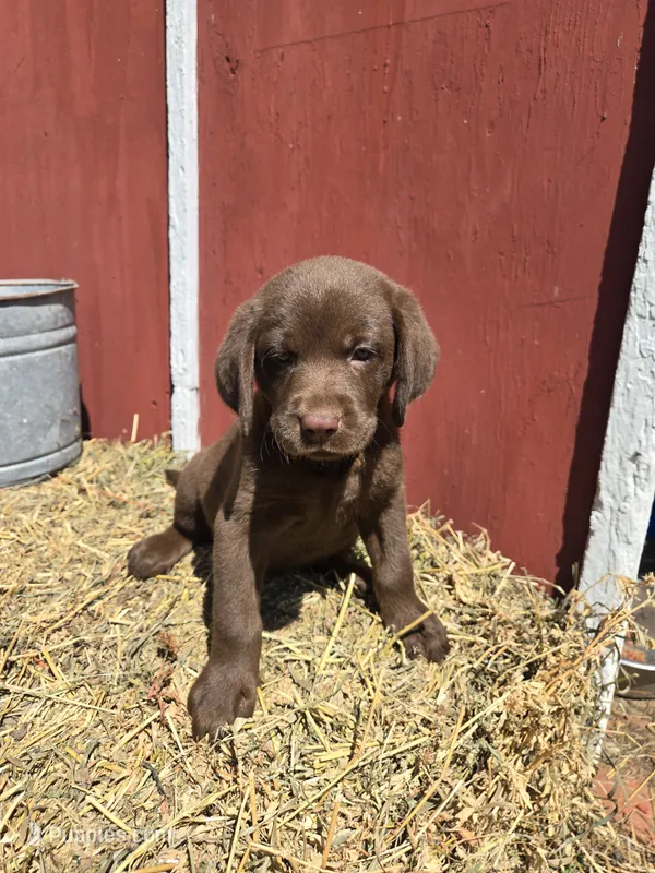 Rocky – Labrador Retriever puppy for sale in Carlisle, IA