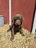 Rocky, a male Labrador Retriever for sale in Carlisle, IA – 1 of 3