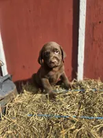 Rocky, a male Labrador Retriever for sale in Carlisle, IA – 4 of 5
