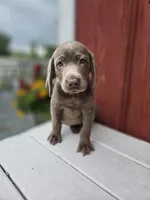Sugar, a female Labrador Retriever for sale in Carlisle, IA – 3 of 4