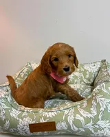Red Collar, a female Goldendoodle for sale in Troutman, NC – Photo 6 of 7
