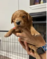 Red Collar, a female Goldendoodle for sale in Troutman, NC – Photo 2 of 7