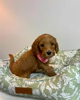 Red Collar, a female Goldendoodle for sale in Troutman, NC – Photo 1 of 7
