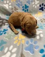 Red Collar, a female Goldendoodle for sale in Troutman, NC – Photo 3 of 7