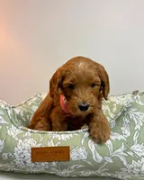 Red Collar, a female Goldendoodle for sale in Troutman, NC – Photo 5 of 7