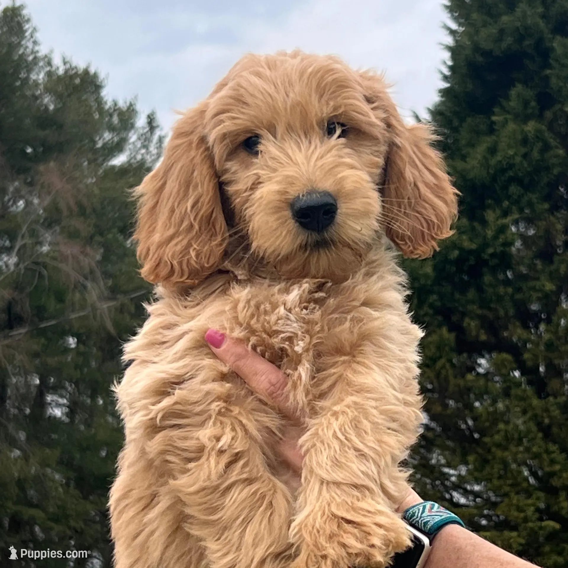 Light Pink/Cream Collar