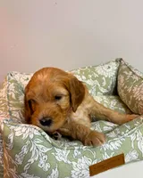 Pink Collar, a female Goldendoodle for sale in Troutman, NC – Photo 7 of 7