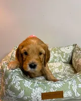 Pink Collar, a female Goldendoodle for sale in Troutman, NC – Photo 6 of 7