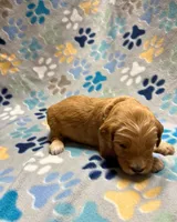 Pink Collar, a female Goldendoodle for sale in Troutman, NC – Photo 2 of 7