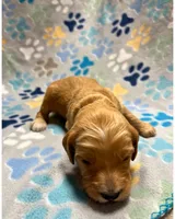 Pink Collar, a female Goldendoodle for sale in Troutman, NC – Photo 4 of 7