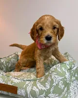 Pink Collar, a female Goldendoodle for sale in Troutman, NC – Photo 1 of 7