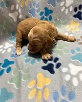 Pink Collar, a female Goldendoodle for sale in Troutman, NC – Photo 3 of 7