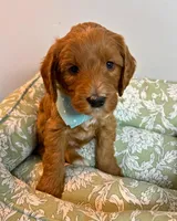 Navy Collar, a male Goldendoodle for sale in Troutman, NC – Photo 7 of 7