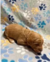 Navy Collar, a male Goldendoodle for sale in Troutman, NC – Photo 3 of 7