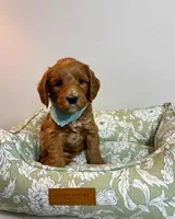 Navy Collar, a male Goldendoodle for sale in Troutman, NC – Photo 1 of 7