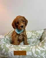 Navy Collar, a male Goldendoodle for sale in Troutman, NC – Photo 6 of 7