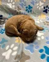 Navy Collar, a male Goldendoodle for sale in Troutman, NC – Photo 2 of 7