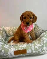 Yellow Collar, a female Goldendoodle for sale in Troutman, NC – Photo 1 of 6