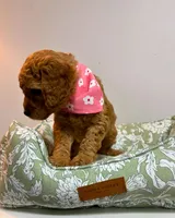 Yellow Collar, a female Goldendoodle for sale in Troutman, NC – Photo 4 of 6