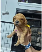 Yellow Collar, a female Goldendoodle for sale in Troutman, NC – Photo 2 of 6