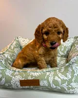 Yellow Collar, a female Goldendoodle for sale in Troutman, NC – Photo 5 of 6