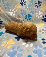 Yellow Collar, a female Goldendoodle for sale in Troutman, NC – Photo 3 of 6