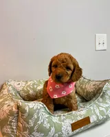 Yellow Collar, a female Goldendoodle for sale in Troutman, NC – Photo 6 of 6