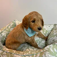 Orange Collar, a male Goldendoodle for sale in Troutman, NC – Photo 8 of 8