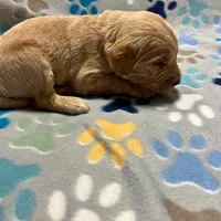 Orange Collar, a male Goldendoodle for sale in Troutman, NC – Photo 5 of 8