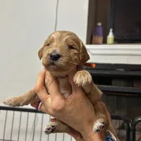 Orange Collar, a male Goldendoodle for sale in Troutman, NC – Photo 4 of 8