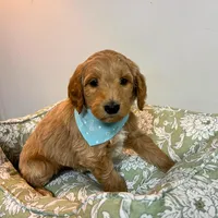 Orange Collar, a male Goldendoodle for sale in Troutman, NC – Photo 2 of 8