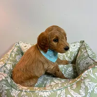Orange Collar, a male Goldendoodle for sale in Troutman, NC – Photo 7 of 8