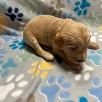 Orange Collar, a male Goldendoodle for sale in Troutman, NC – Photo 3 of 8