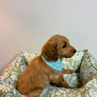 Orange Collar, a male Goldendoodle for sale in Troutman, NC – Photo 6 of 8