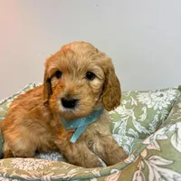 Brown/Grey Collar, a male Goldendoodle for sale in Troutman, NC – Photo 2 of 8