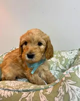 Brown Collar, a male Goldendoodle for sale in Troutman, NC – Photo 1 of 7