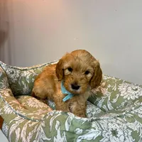 Brown/Grey Collar, a male Goldendoodle for sale in Troutman, NC – Photo 8 of 8