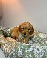 Brown Collar, a male Goldendoodle for sale in Troutman, NC – Photo 7 of 7