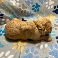 Brown/Grey Collar, a male Goldendoodle for sale in Troutman, NC – Photo 4 of 8