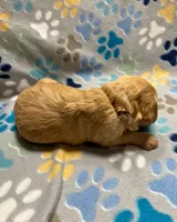 Brown Collar, a male Goldendoodle for sale in Troutman, NC – Photo 3 of 7